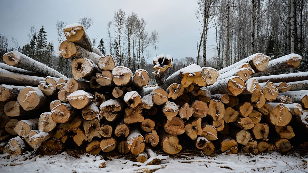 Комитет Госдумы одобрил ко второму чтению законопроект «Единой России» о создании в России единой системы учета древесины