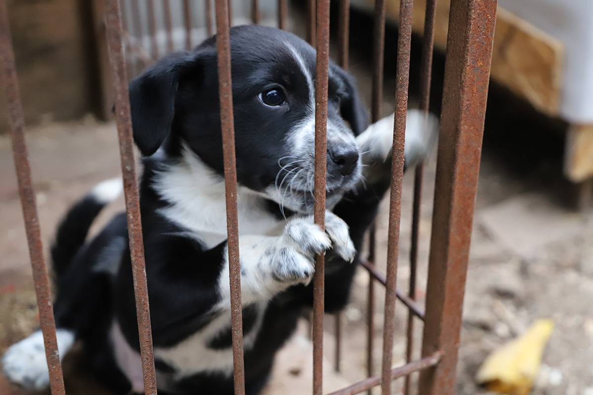 Комиссия Правительства по законопроектной деятельности поддержала законопроект «Единой России» о строительстве приютов для животных с использованием ГЧП