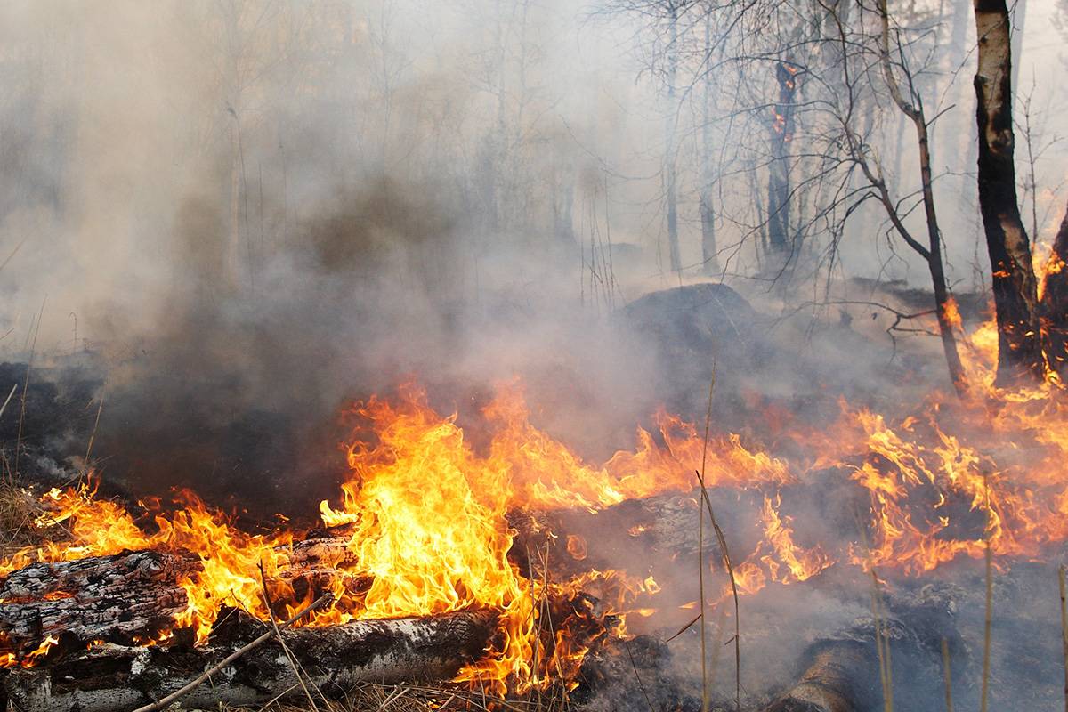 «Единая Россия» добилась ужесточения ответственности за лесные пожары